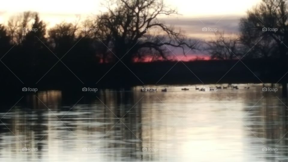 dusk ducks