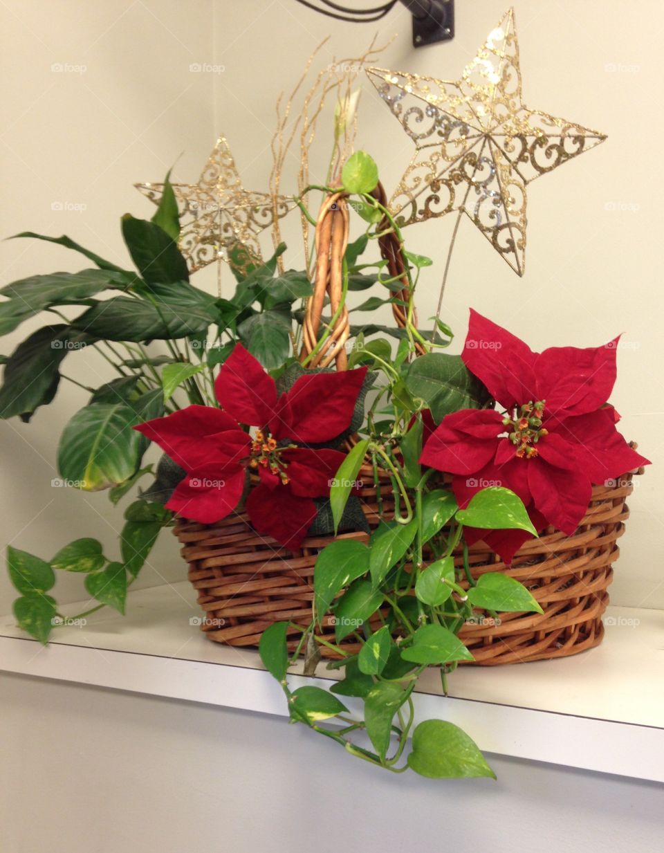 Plant needs some help