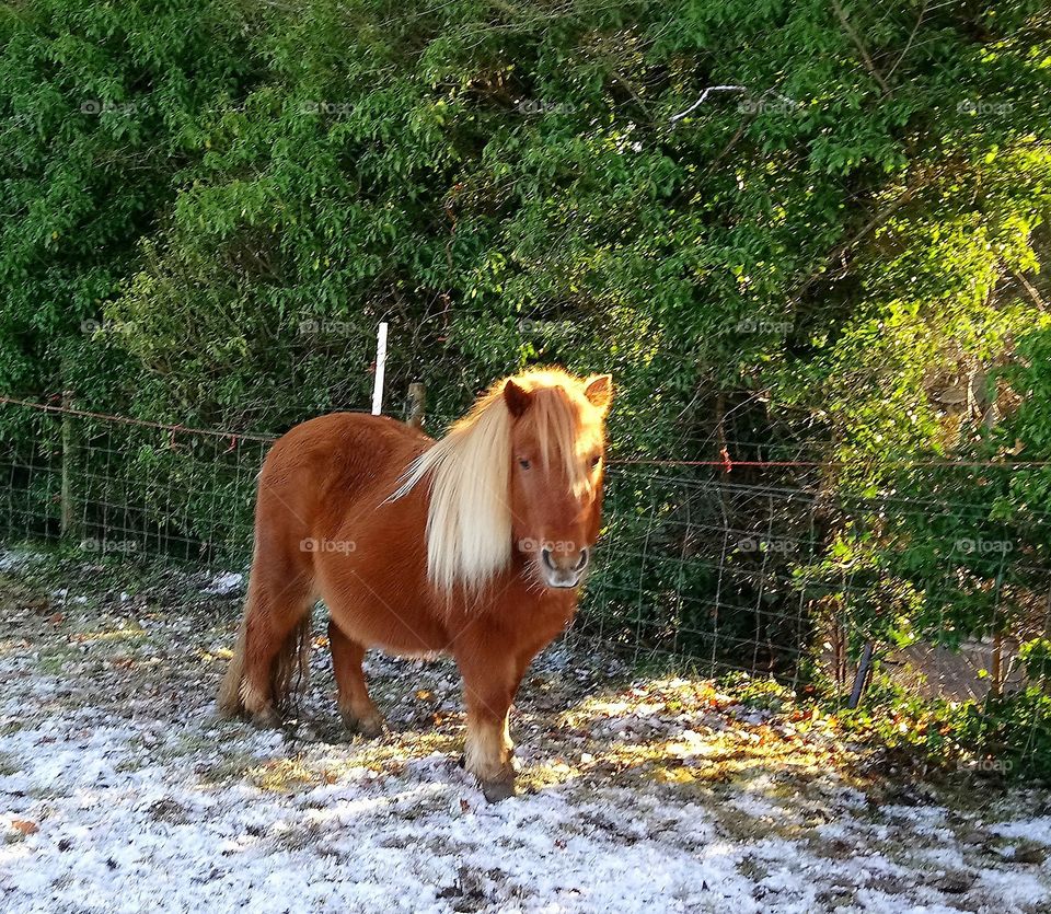 Shetland Pony in Winter
