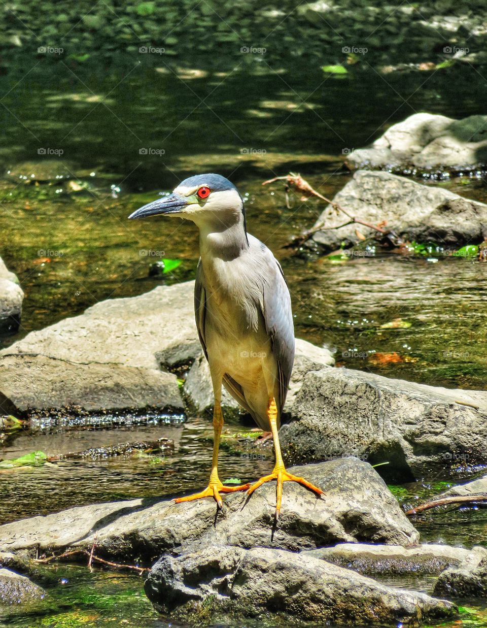 In my neighborhood.....black-crowned night heron