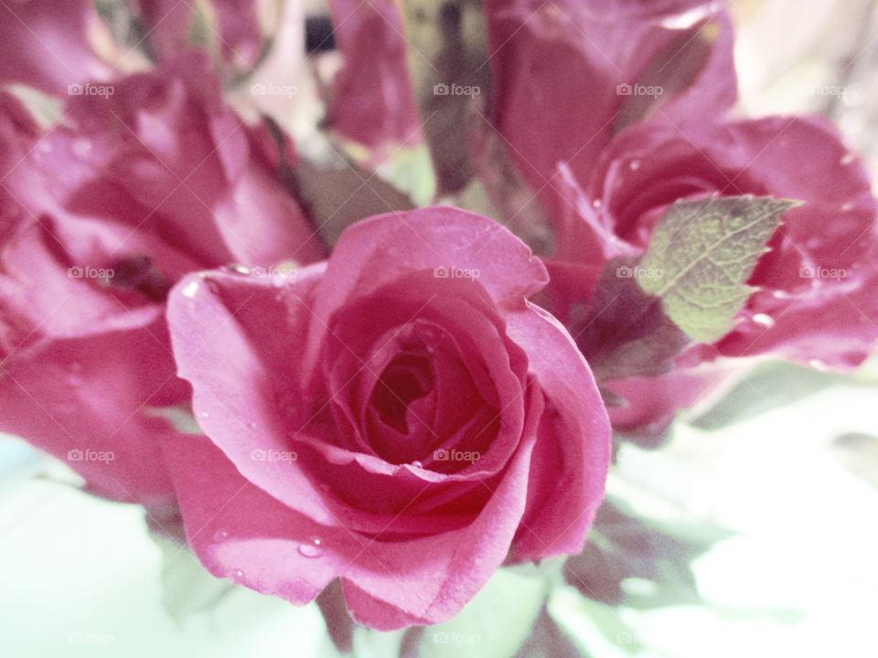 pink rose