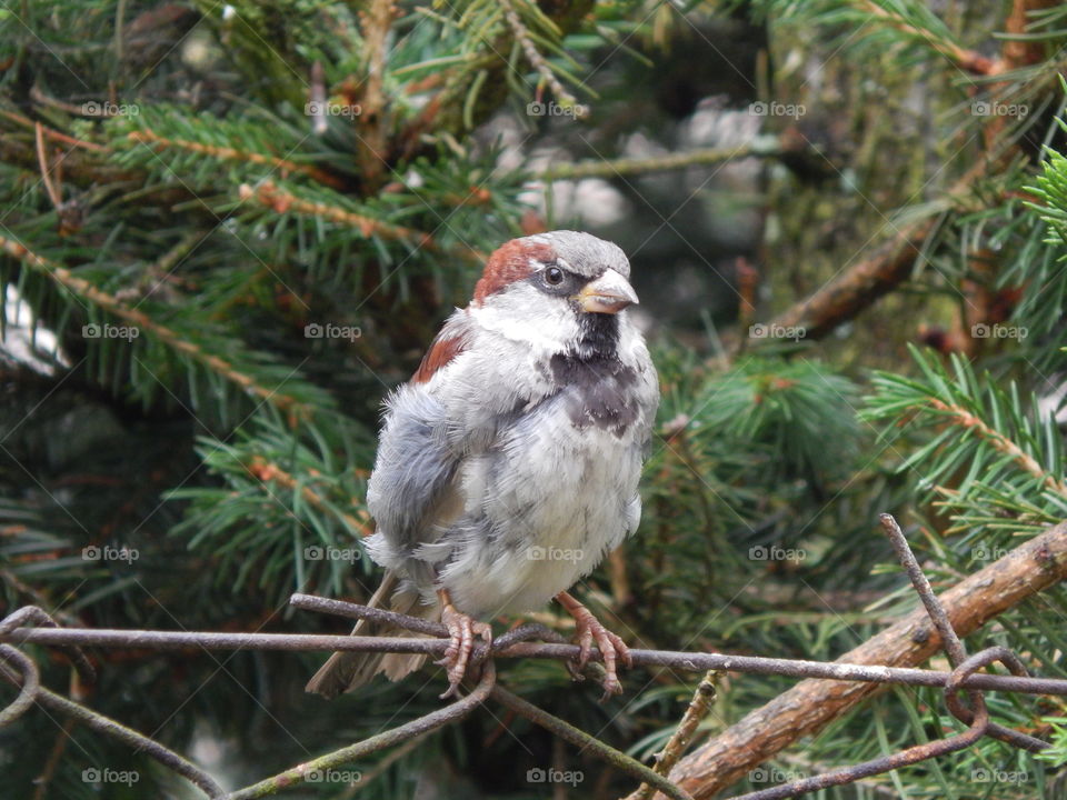 House sparrow sitting on a wire