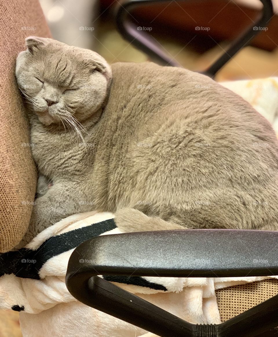 Dull autumn gray everyday life of a thick gray cat)