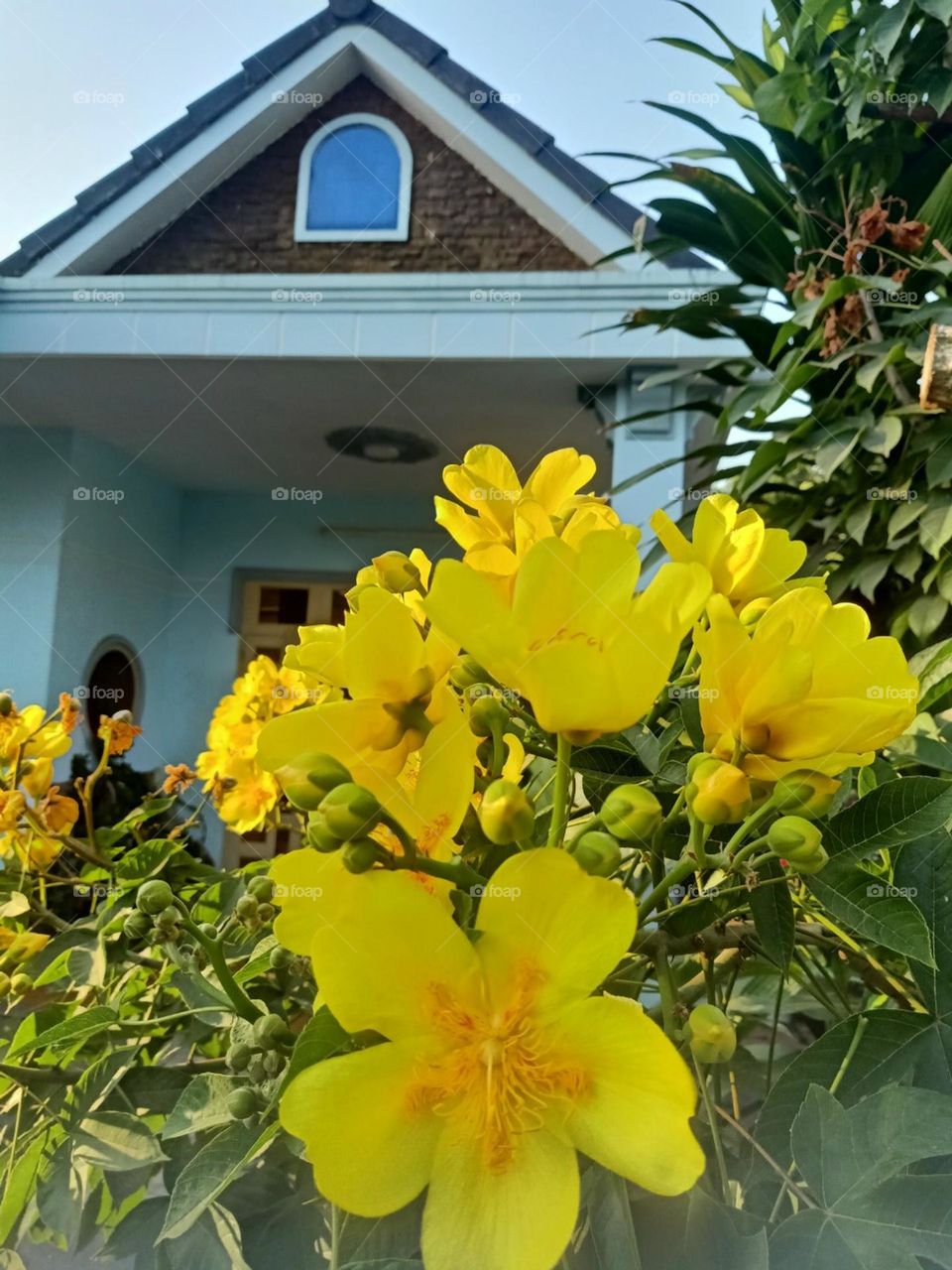 Hoa chuông vàng nhà Bạn.