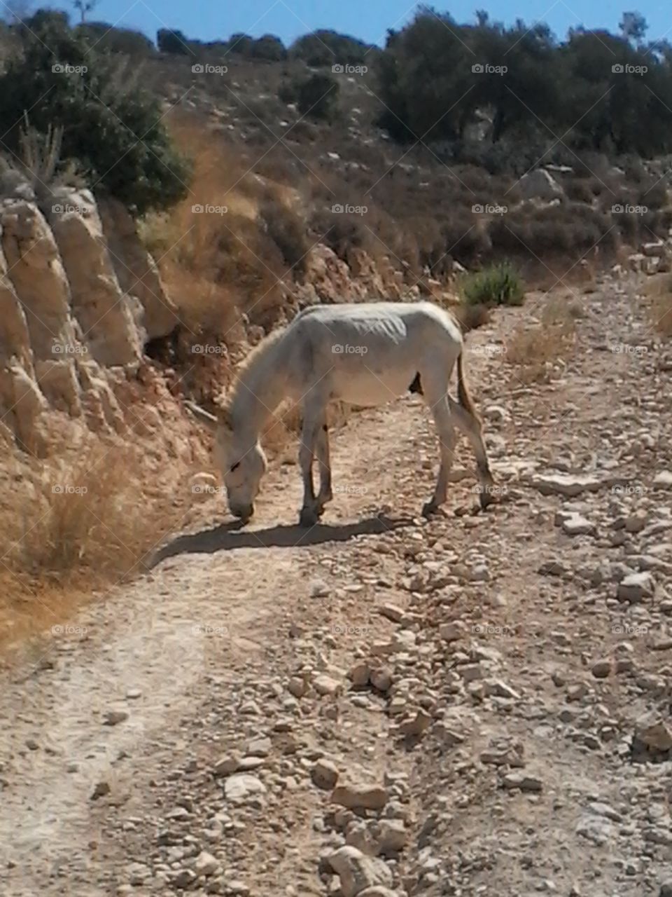 donkey in hebron. i took this picture while i was at my hometown in hebron. i found a loose donkey. couldn't resist but to take a picture of it