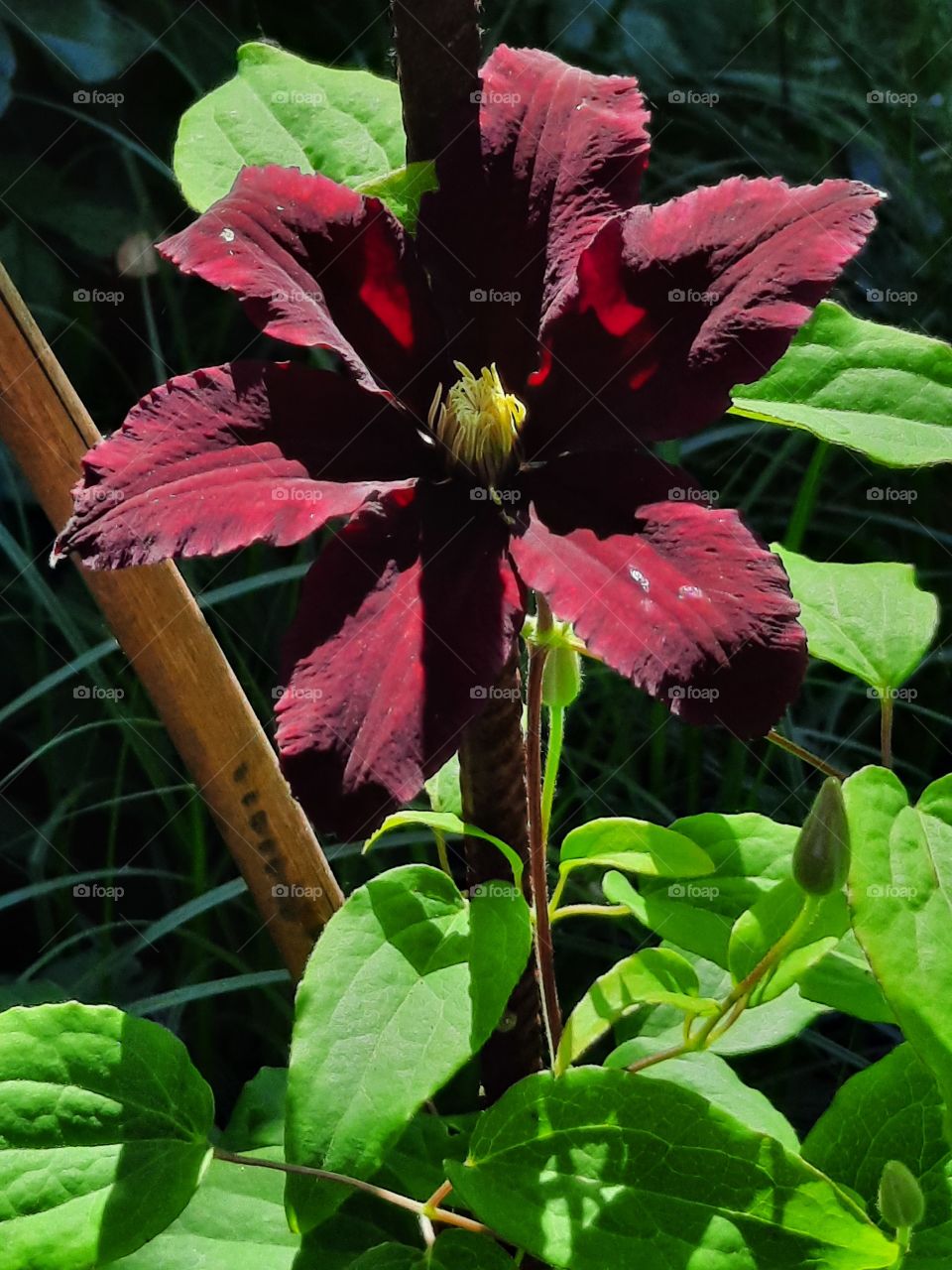 dark red clematis flower in sunshine