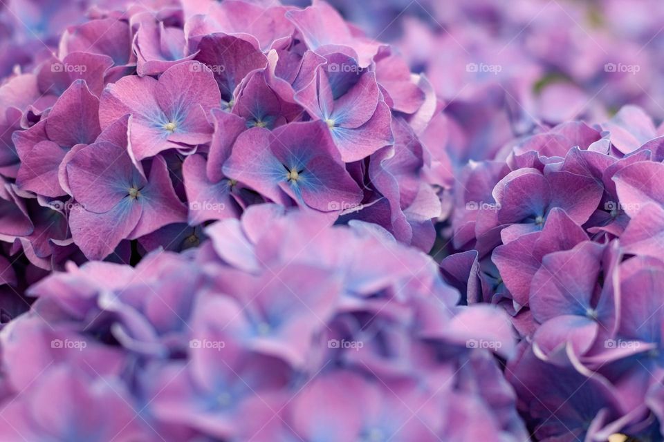 Purple flowers 