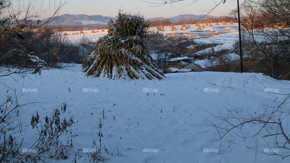 stacks of cornstalks