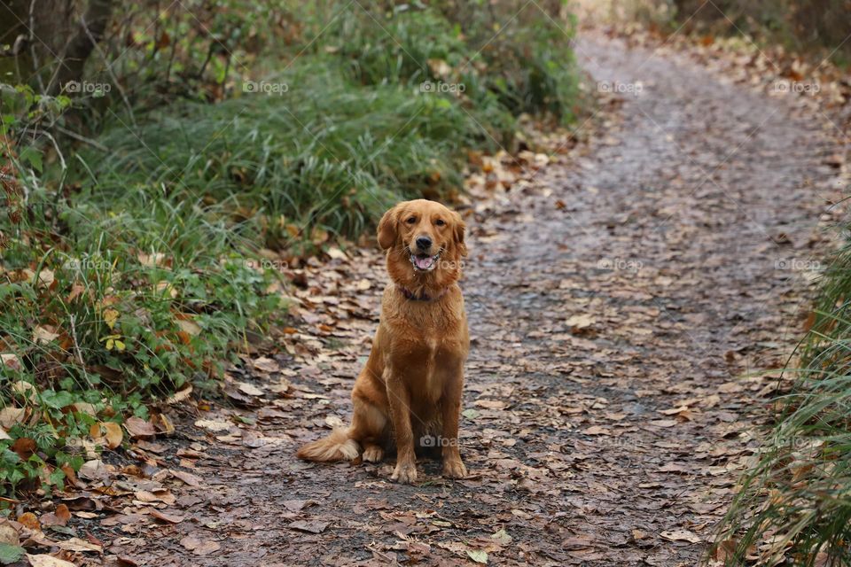 Dog sitting on a trail