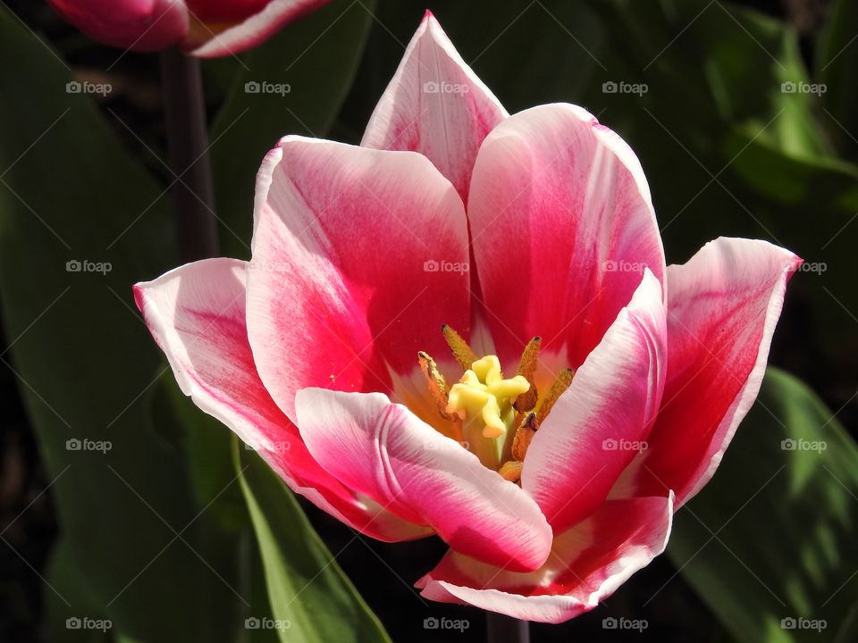 Pink tulip