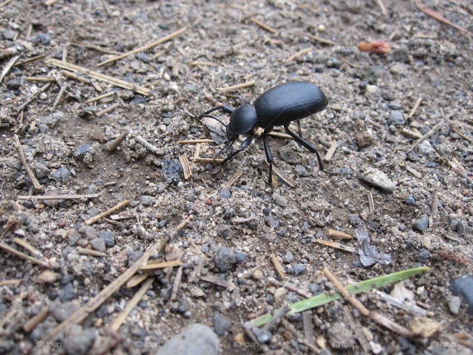 beetle