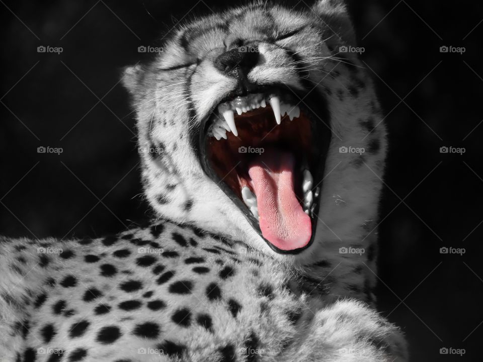 Cheetah’s prominent pink tongue and mouth as it roars.