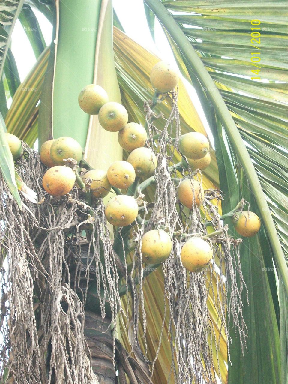 catechu ripe on the palm tree