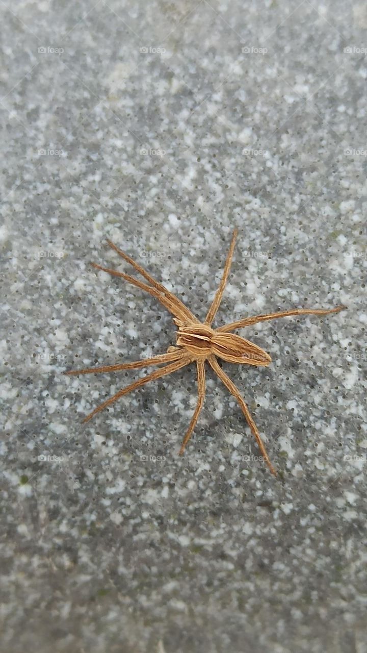 Nursery Web Spider - Pisaura mirabilis, closeup