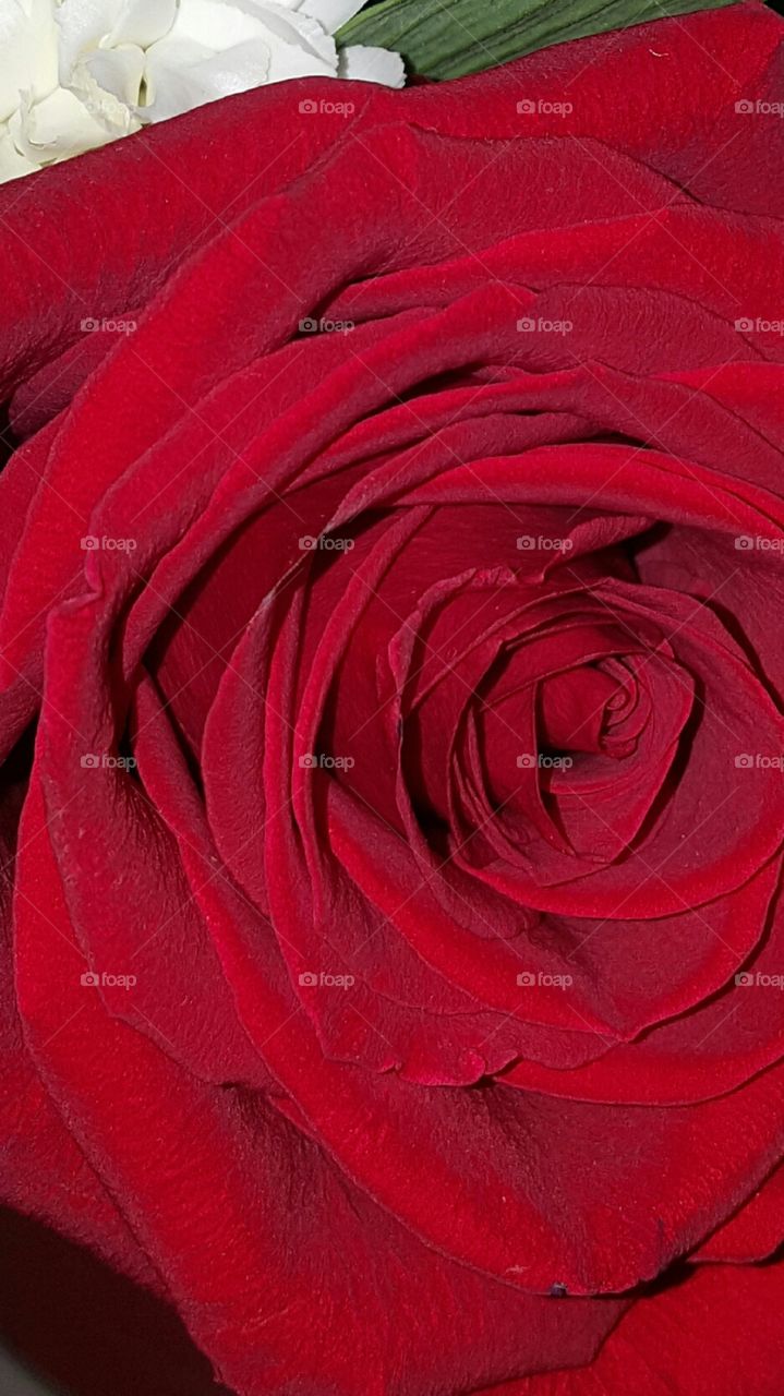 Gorgeous rose