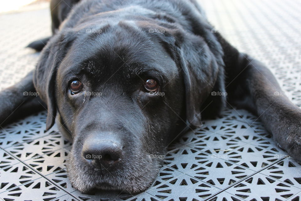 Adorable eyes. My dearly departed labrador, named Hamlet
2004/30/01-2015/07/30
Forever loved, forever missed