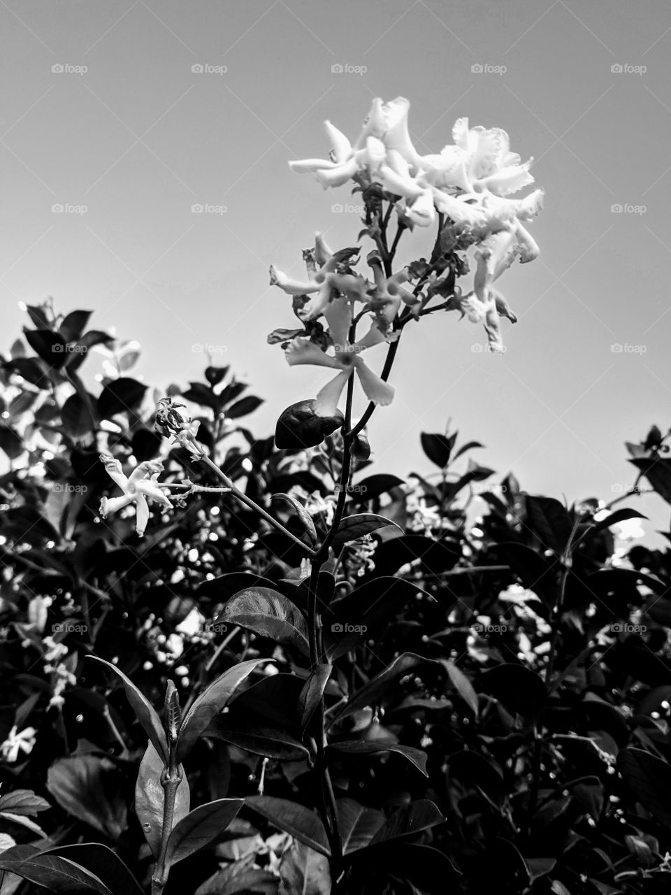 Black & White of flowers & sky