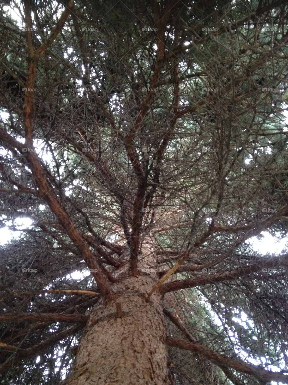 Looking up an old tree