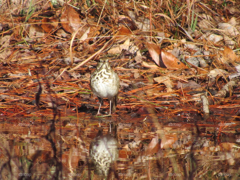 Hermit thrush and its reflection