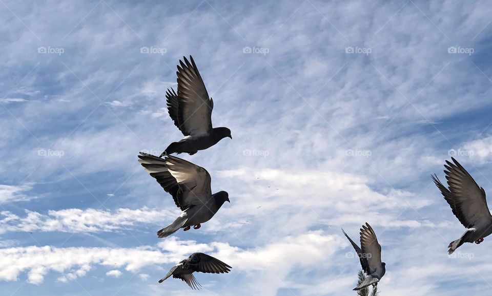 Beautiful flying pigeons cross the sky 