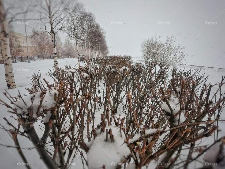 Wintery bush craft...