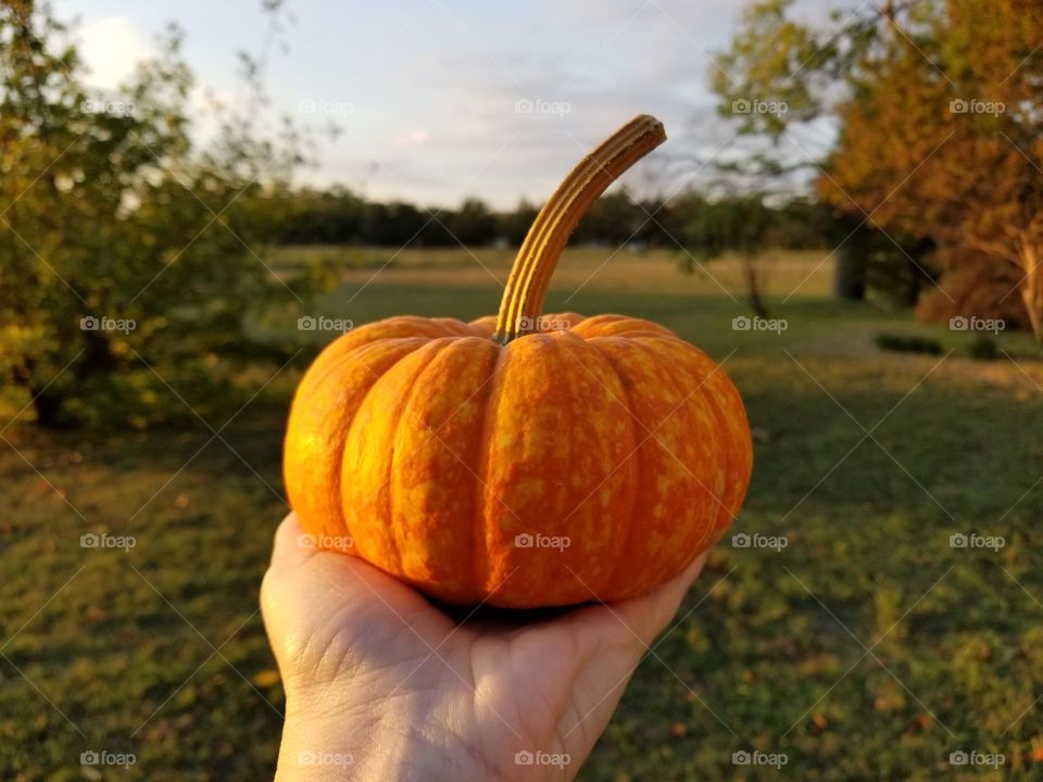 Hand Holding small pumpkin in front of autumn scenery