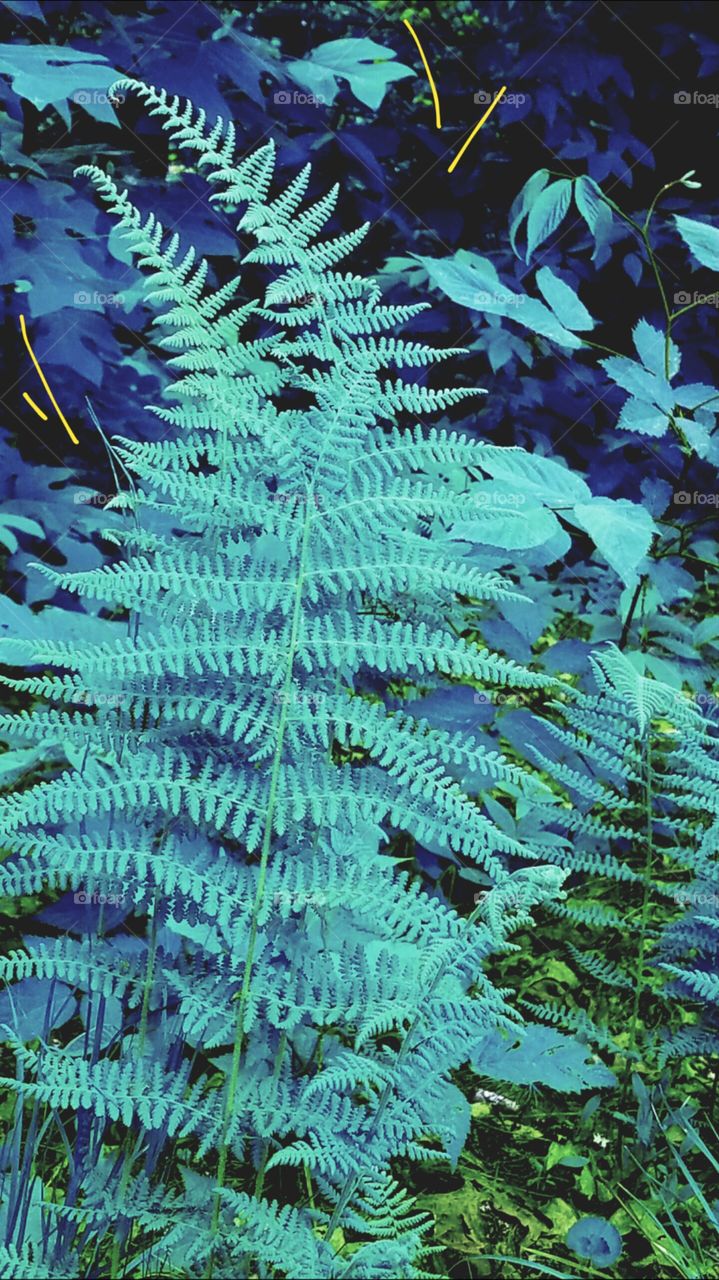 Teal ferns