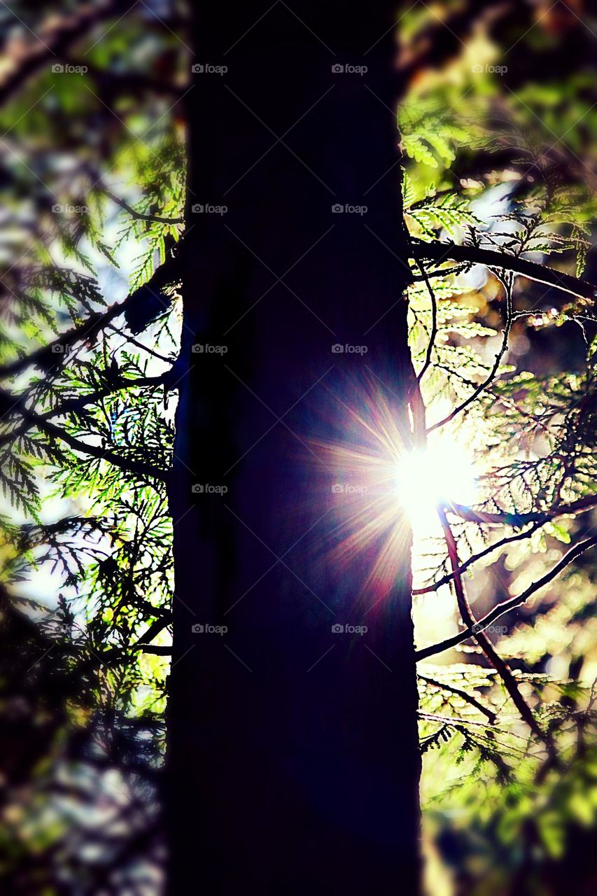 The sun’s rays filter through the branches of a pine tree in Whatcom Park, Bellingham, Washington 