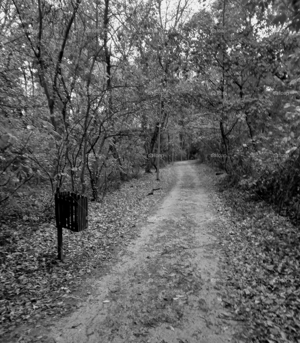 forest