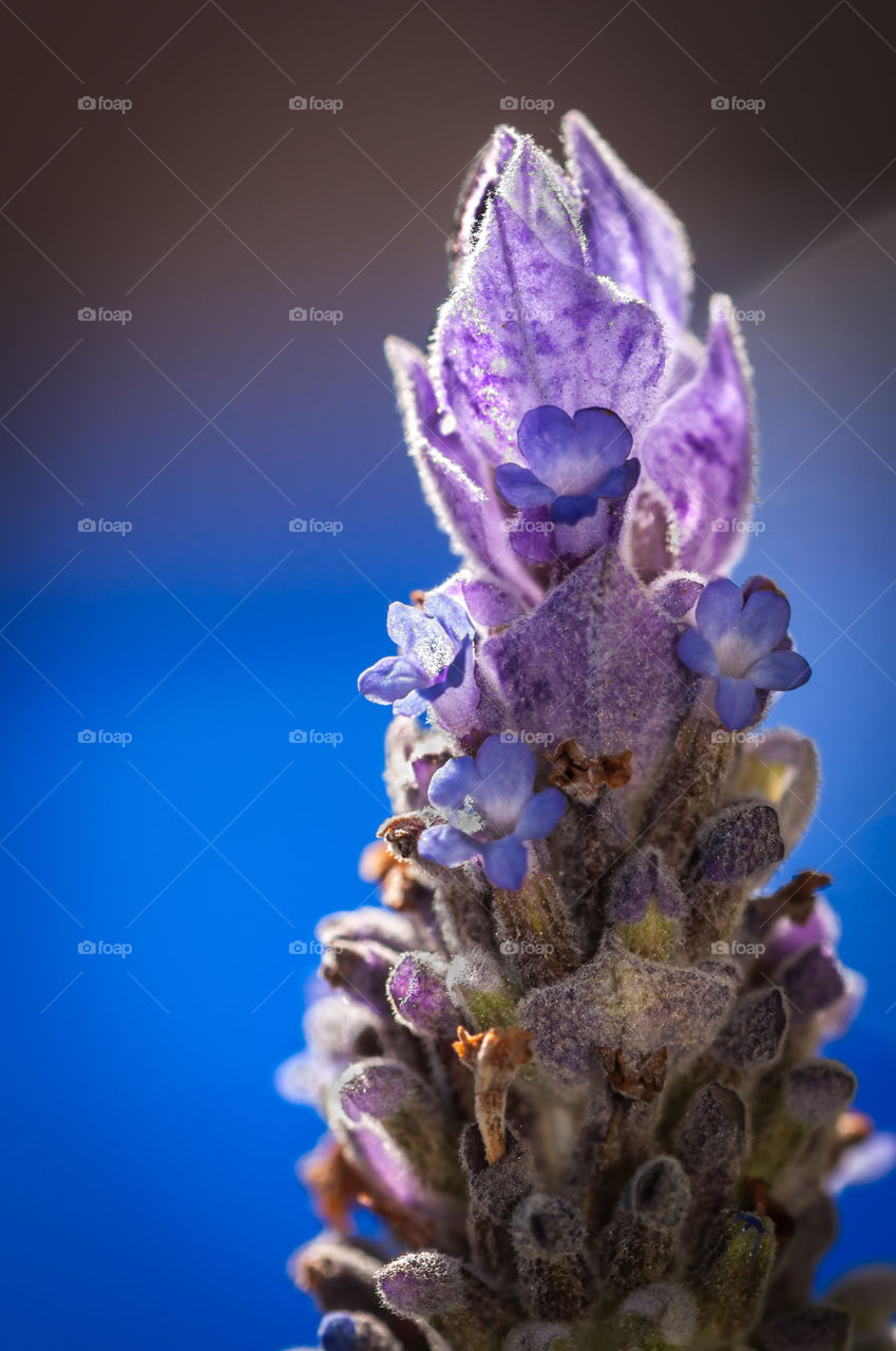 Lavender up close . Lavender is a member of the Genus Lavandula, belonging to the same family as the mint - Lamiaceae