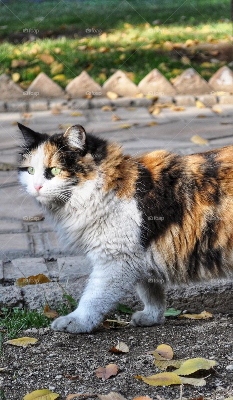 A portrait of a beautiful multiple color cat walking in the park, with green eyes looking at left.