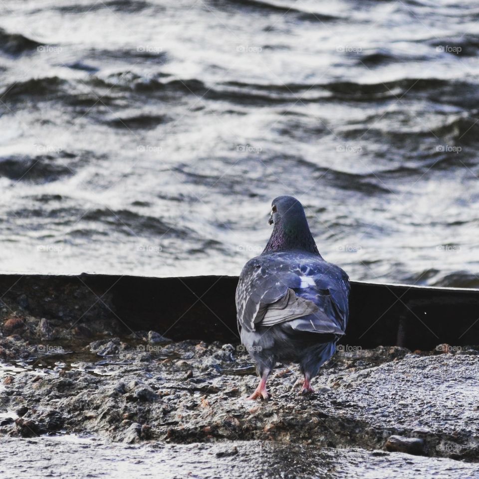 Lone bird