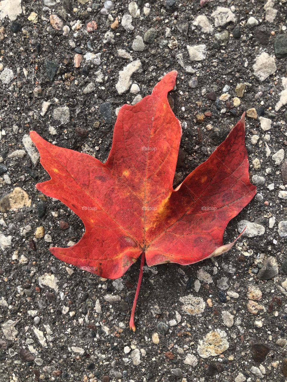 Maple leaf 
