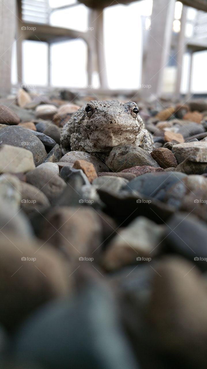 camouflaged rock toad