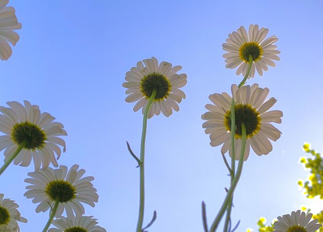 Worms eye view of daisies against a blue sky.
