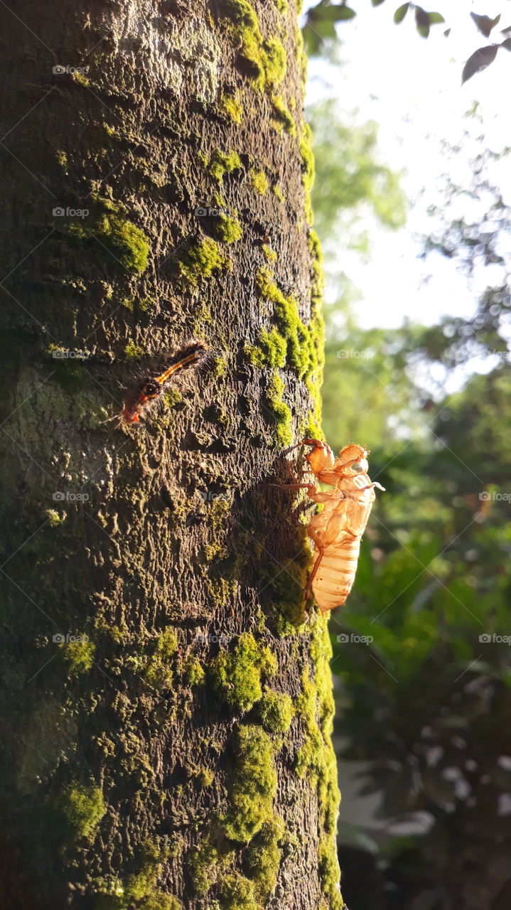 cicada and worm