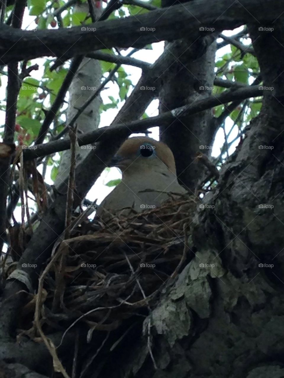 Bird nest