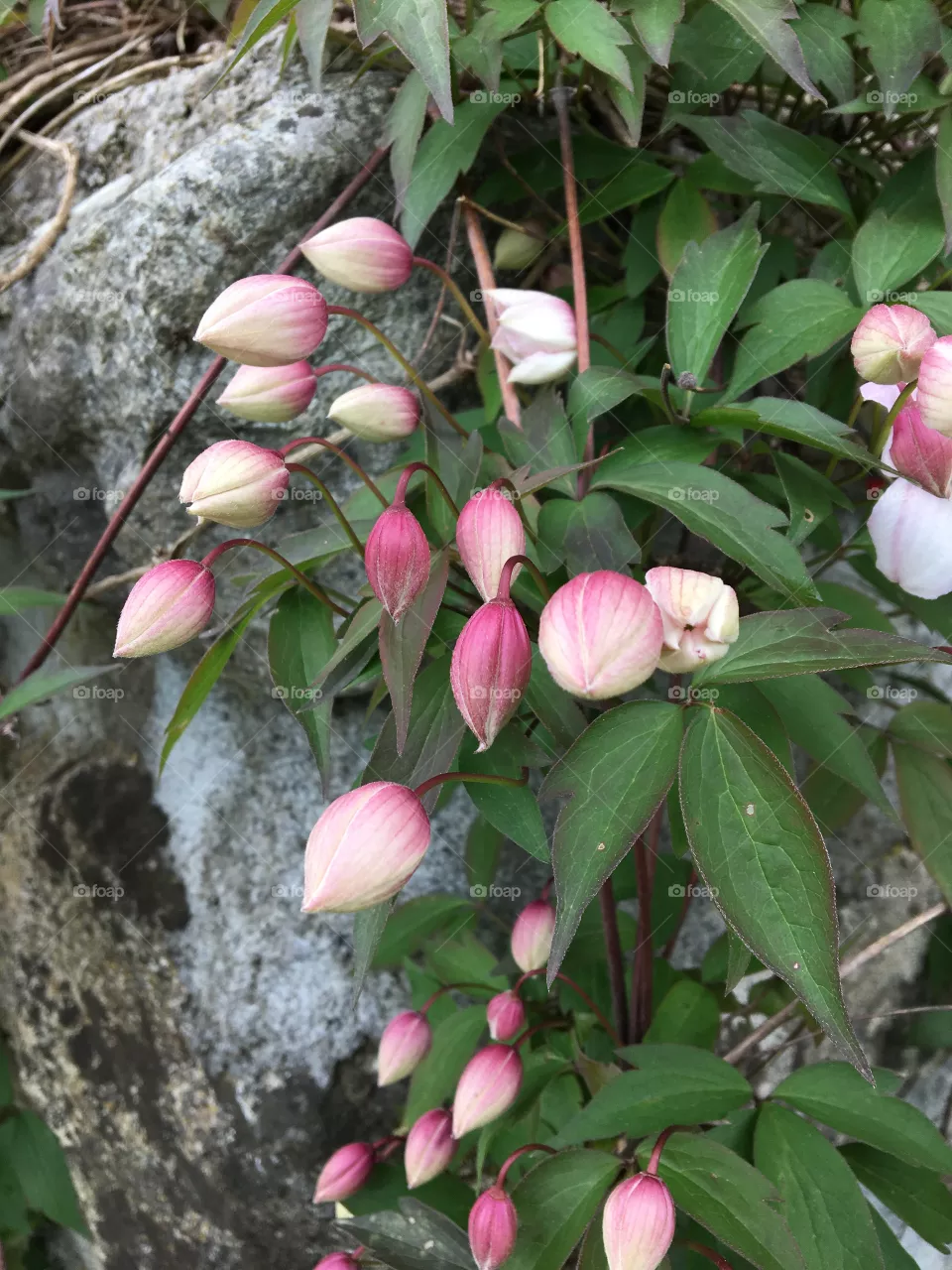 Clematis 