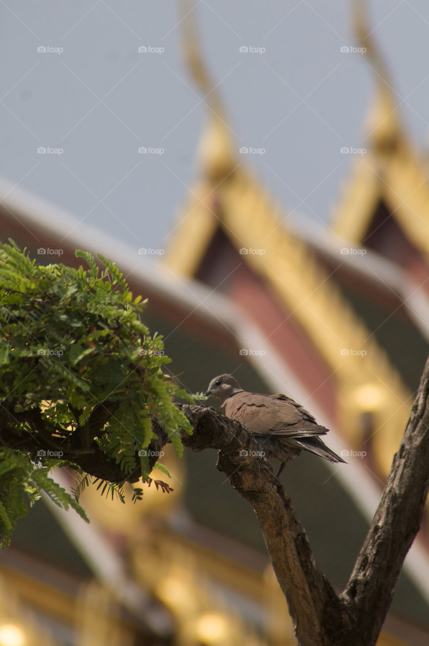 Dove in Bangkok