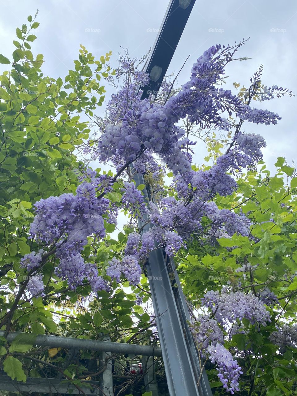 Purple flowers