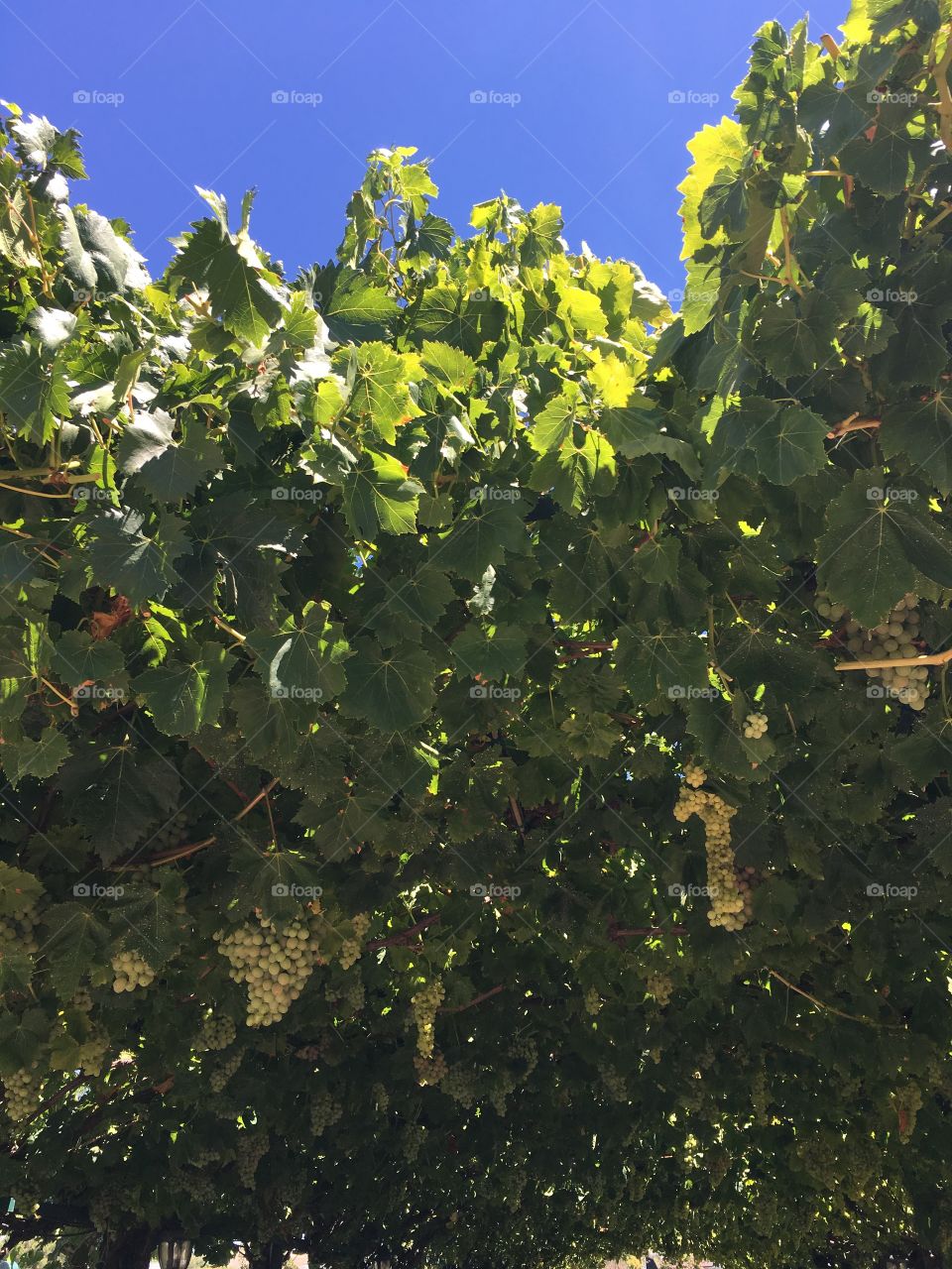 Grapes Napa 