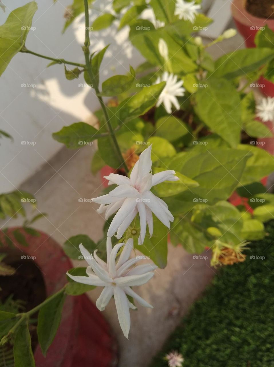 white Jasmine flower, fresh seasonal looking very beautiful generally found everywhere