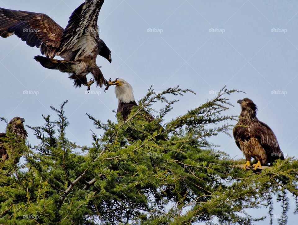 Eagle conflict