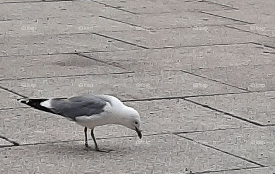 seagull