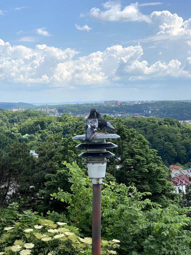Loving birds 