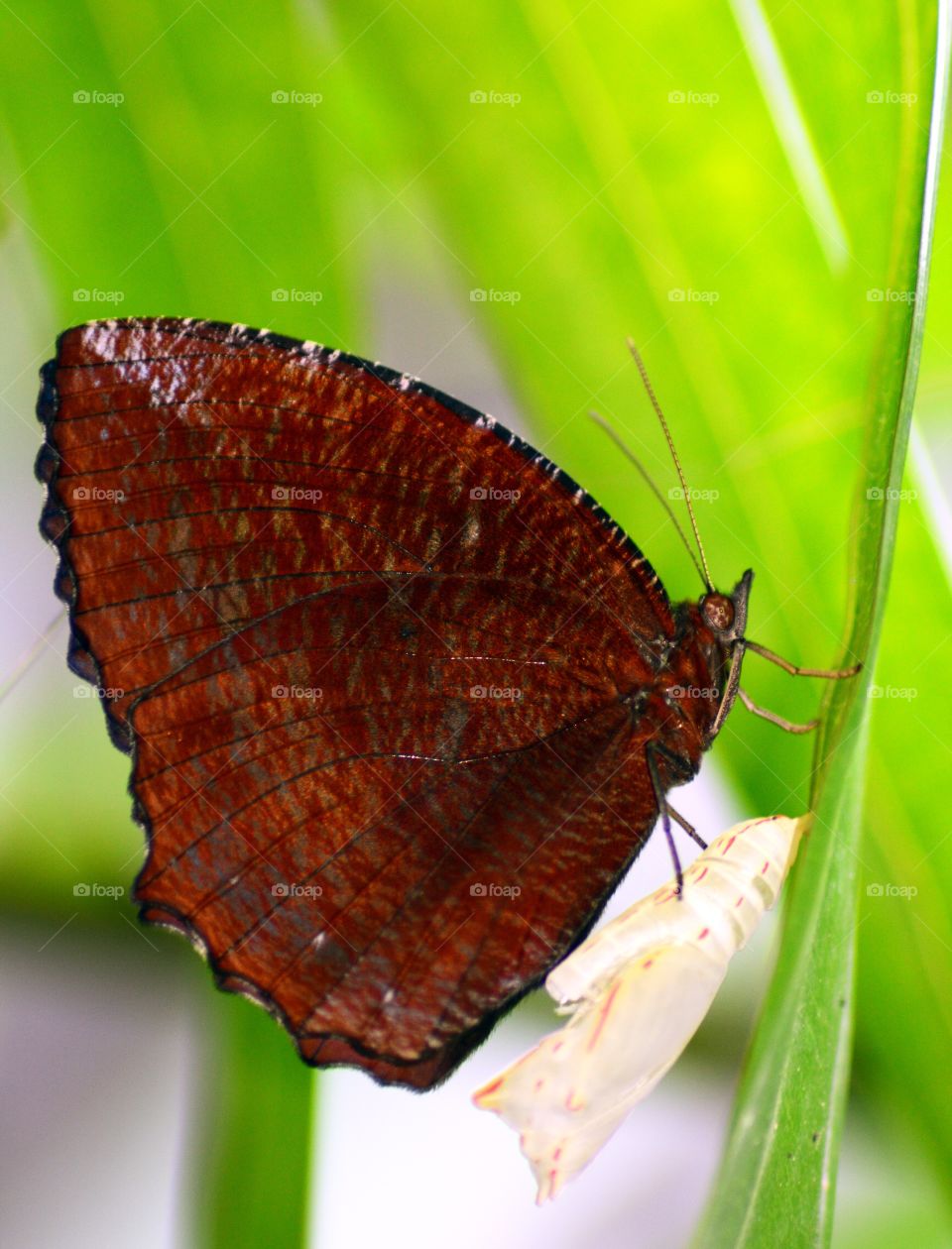 post-hatching of a butterfly