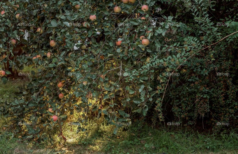 Apple tree in evening sunshine