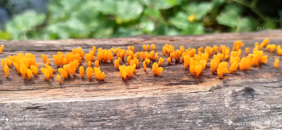 Nature Beauty