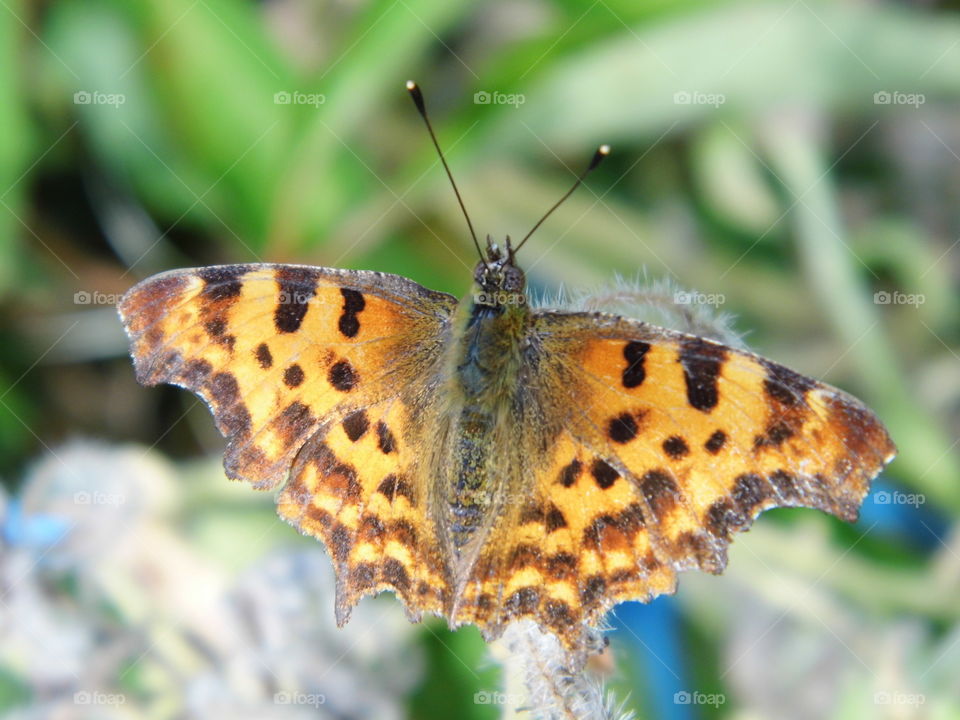 wonderful butterfly in the garden
