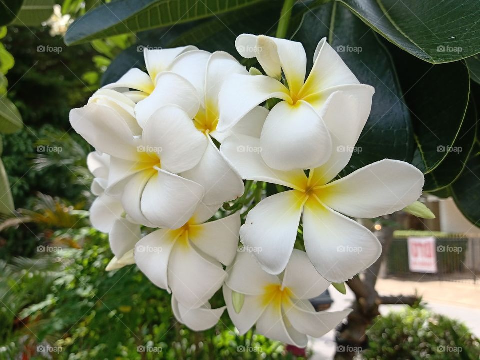 Beautiful Plumeria Flowers